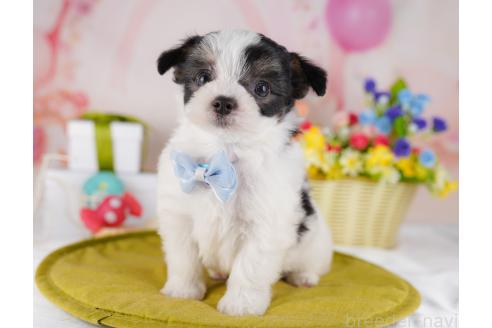 成約済の千葉県のミックス犬-381569の4枚目
